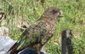 '부리 잃은 앵무새' 37전 전승…최강 비결은?