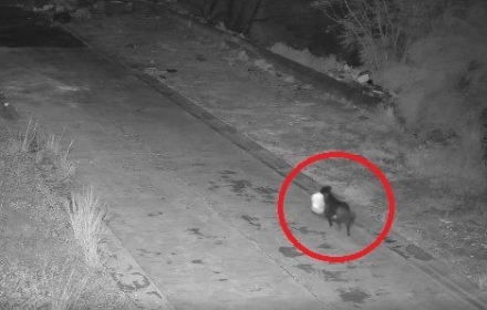 "치치, 쓰레기 버리고 와"…반려견에게 무단 투기 훈련