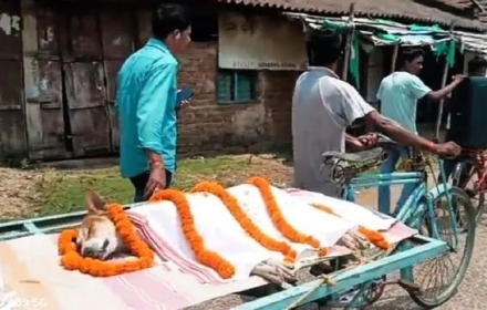 인도 떠돌이 개의 마지막 선택…독사 막고 아이들 살렸다