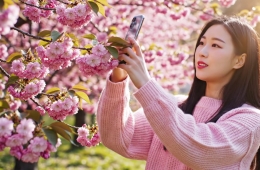 카메라로 벚꽃 찍으니… AI "일주일 후 만개합니다"