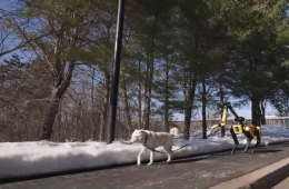 신발 정리에 개 산책까지…똑똑해진 4족 보행로봇 '스팟'