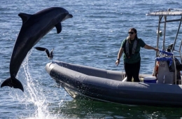 Troublesome Hormuz Mines...U.S. Navy Considers Deploying Dolphins