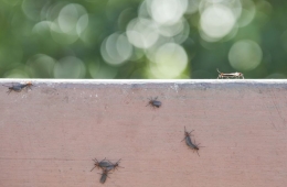 "계양산 공포 재현되나" 6월 말 러브버그 폭탄 예고