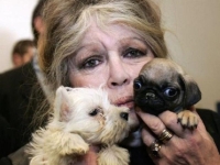 프랑스 배우 브리지트 바르도 별세…향년 91세