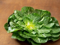 어쩐지 온통 양푼에 비비는 쇼츠만 뜨더라니…두쫀쿠 다음은 '봄동', 가격도 들썩