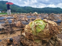 연초대비 3배 급등한 양상추…양배추로 채운 햄버거?