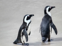 따뜻해지는 남극, 펭귄 번식 교란 '비상'…
