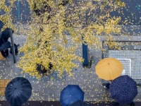 월요일 출근길 수도권·충청권 빗방울…낮 최고 20도 포근