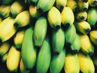 사무실에 덜 익은 녹색 바나나가 '주렁주렁'…중국서 인기 왜?