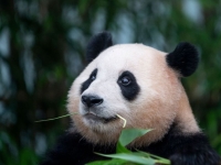 中, 트럼프 방중 전 '판다외교' 가동…2마리 미국행