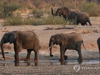 극심한 가뭄에…코끼리 수백마리 잡아 식량 배급