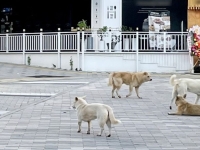 사나운 들개들이 단체로 '어슬렁'…