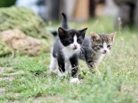 아기 울음소리 절반으로 줄어든 사이…'냥집사' 4배 늘어난 이유