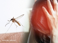 모기 물렸는데 열나고 두통까지… 4월 들어 급증한 '이 병' 정체는