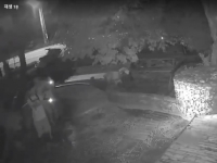 '눈 겨냥해 수차례 BB탄 발사' 반려견 학대한 20대 남성들, 결국 재판행