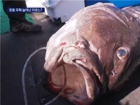 7월 日대지진 현실화?…'전설의 물고기' 부산서 5마리 잡혔다