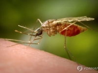 모기 한 방에 고열 증상?…백신도 없는 '이 병', 누적 확진 7700명 돌파