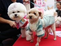 동물병원 청구서 '141만원'…부담 줄이는 펫보험 대해부