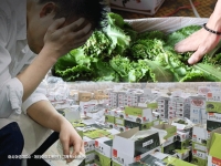 귀농하면 8000만원은 번다더니…'1만원→9만원' 널 뛰는 상추 경매가에 손에 쥔 건 月 90만원①