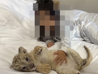 아침에 눈 떴는데 아기 사자가 내 옆에…7분간 제공되는 中 리조트 '이색 서비스'