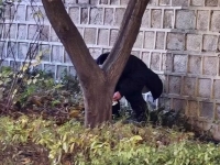 경복궁 돌담서 용변 본 중국인 추정 남성에 범칙금 5만원 부과