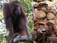 '바사삭' 과자 씹고 '후루룩' 라면 먹는 사이…오랑우탄이 죽는다[맛있는 이야기]