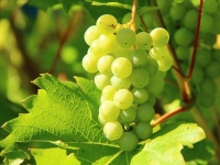 '과일계 명품'이 어쩌다…최저가 포도로 전락한 샤인머스캣