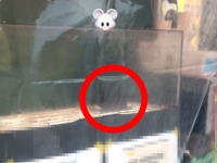 붕어빵 보관대 쥐 출몰에 경악…