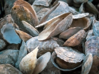 대재앙 왔다 '발칵' 뒤집힌 일본…"입을 떡 벌린 채" 대량 폐사 '60년만에' 처음