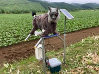 "바보 같다" 혹평 받더니…400만원 넘어도 "가짜늑대 사겠다" 문의 폭주 