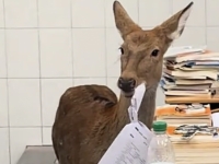 "먹방해도 되겠어"…교실 들어온 사슴, 시험지 '질겅질겅'