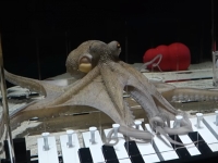 "이게 된다고?" 문어에 피아노 건반 줬더니…황당 실험 뜻밖의 결과