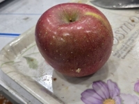 멀쩡한 사과 보더니 