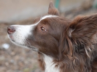 굶주린 반려견에 숨진 2살 아이…부모가 살인 혐의로 기소된 이유는?