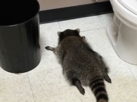 술 마시고 뛰어놀더니 '떡실신'한 라쿤…사진 한 장으로 2억 모았다