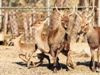 육군사관학교 '사슴 생도', 1시간 탈영 소동 후 교내 복귀