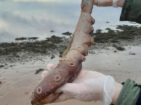 500m 아래 사는 희귀 심해 문어, 왜 해변에 나타났을까
