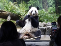 두 마리 中에 보내면 없는데…日, 50년 만에 판다 무보유국 처지
