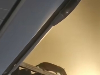 '찍찍' 소리에 승객들 '멘붕'…항공사도 "처음 겪어, 답답하고 불쾌"