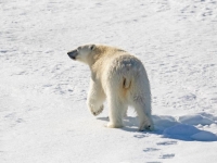 온난화로 먹이 없다던 북극곰…오히려 살쪘다, 이유가