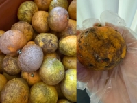 싸다길래 샀는데 '허탈'…못난이귤 직거래 논란에 칼 빼든 서귀포 