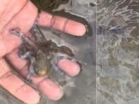 바닷가 작고 귀여운 이거 뭐지?…