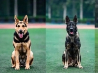 자립 강조 中, 경찰견도 자국 '쿤밍견' 적극 활용 