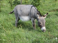 당나귀 고기라더니 알고보니 말고기…'90% 마진'에 상도의 저버린 업자들