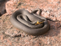 아버지 집에 독사 풀었다…용의자 지목된 두 아들, 끔찍한 선택