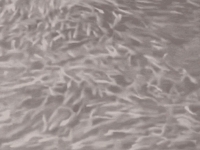 '대지진 전조 아니냐' 수면 뒤덮은 물고기 떼에…오사카 '술렁'