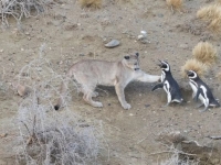 닥치는 대로 펭귄 사냥, '퓨마'가 달라진 까닭