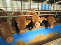 소고기가 인류 미래 바꿀까…