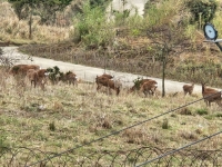 꽃사슴 올해 '100마리' 죽는다…유해 야생동물 지정, 이달부터 포획 시작