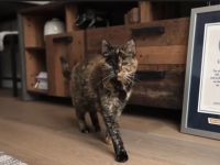 사람이면 무려 136세…세계 최고령 고양이 장수 비결, 뭐가 달라도 다르겠지?